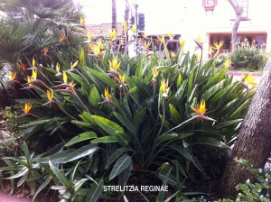 Strelitzia reginae 1